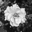 hoarder-of-tea avatar