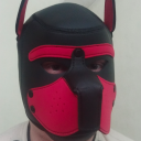 hodogtv-pup avatar