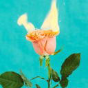 hoemonormativity avatar