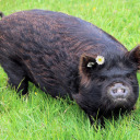 hogliterature avatar