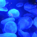 hogmonster445 avatar