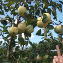 holding-on-to-caul avatar