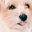 holdonigottareblogthis avatar