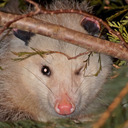 holleycaust-blog avatar