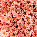 hollieburryyy avatar