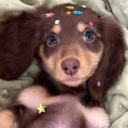 hollowedoutpups avatar