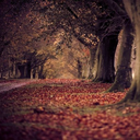 hollowedwitch avatar