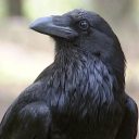 hollowleggedwolf avatar