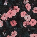 hollowxlife-blog avatar