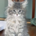 holly-b-gamble avatar