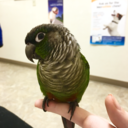 holly-birb avatar