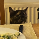 hollybushbranchtree avatar