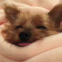 hollyhurricane avatar