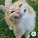 hollyleafheart avatar