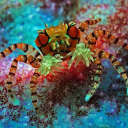 holy-crab-guys avatar