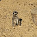 holychaossandwich666 avatar