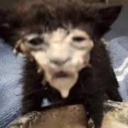 holydreamertrashtoad avatar