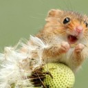 holyharvestmouse avatar