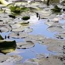 holyinflowers avatar