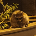 holyladyllama avatar