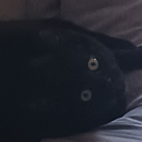 holymoonpuppy avatar