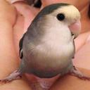 holyshitabirb avatar