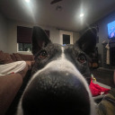 homebound-hellcat avatar