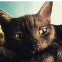 homeland-snooping avatar