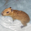 homeless-ghost avatar