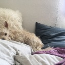 homemakertartbaker avatar