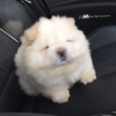 homeofcreature avatar