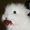 homicidal-bunny avatar