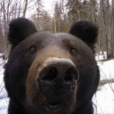 homiesexual-or-homosexual avatar