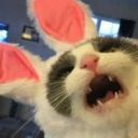 honehonehoney avatar