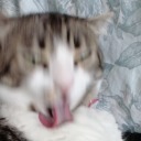 honestlyholytree avatar