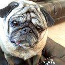 honestlyhonesty avatar