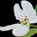 honestlypsychiccheesecake avatar