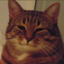 honey-daisies avatar