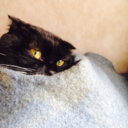 honey-mi-honey avatar