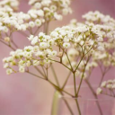 honey-springs avatar