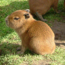 honeyandbiscuitandtea-cafe avatar