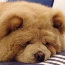 honeybeardani avatar