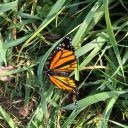 honeybees-and-happenstance avatar