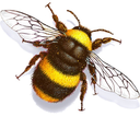 honeybeesweetness avatar