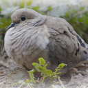 honeydove1111-blog avatar