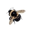 honeyed-half-truths avatar