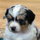 honeylakeminiaussies avatar