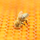 honeynutbeeswax avatar