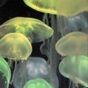 honeyrainclouds avatar