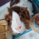 honeysweetie-love avatar